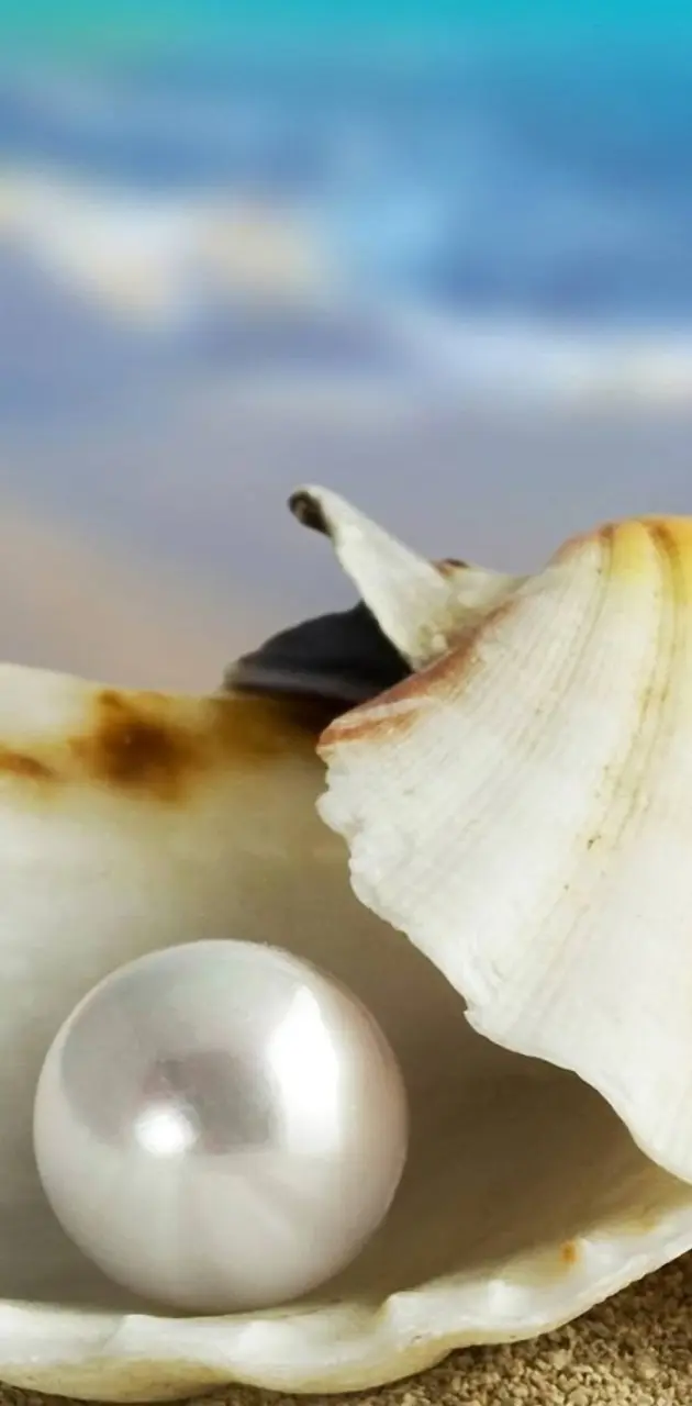 Pearl And Seashell