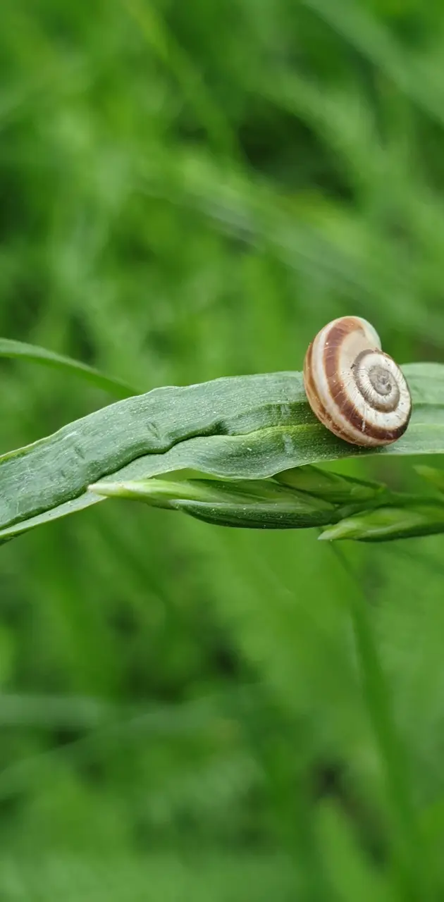 Grass and snail