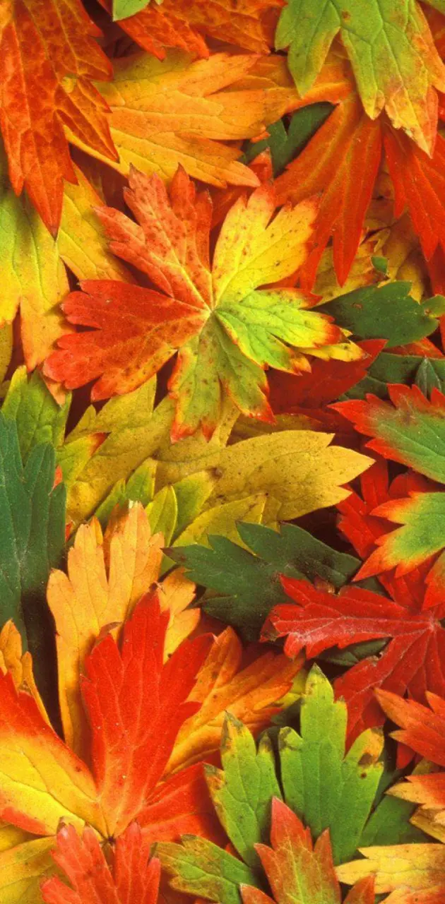 Autumn -leaves