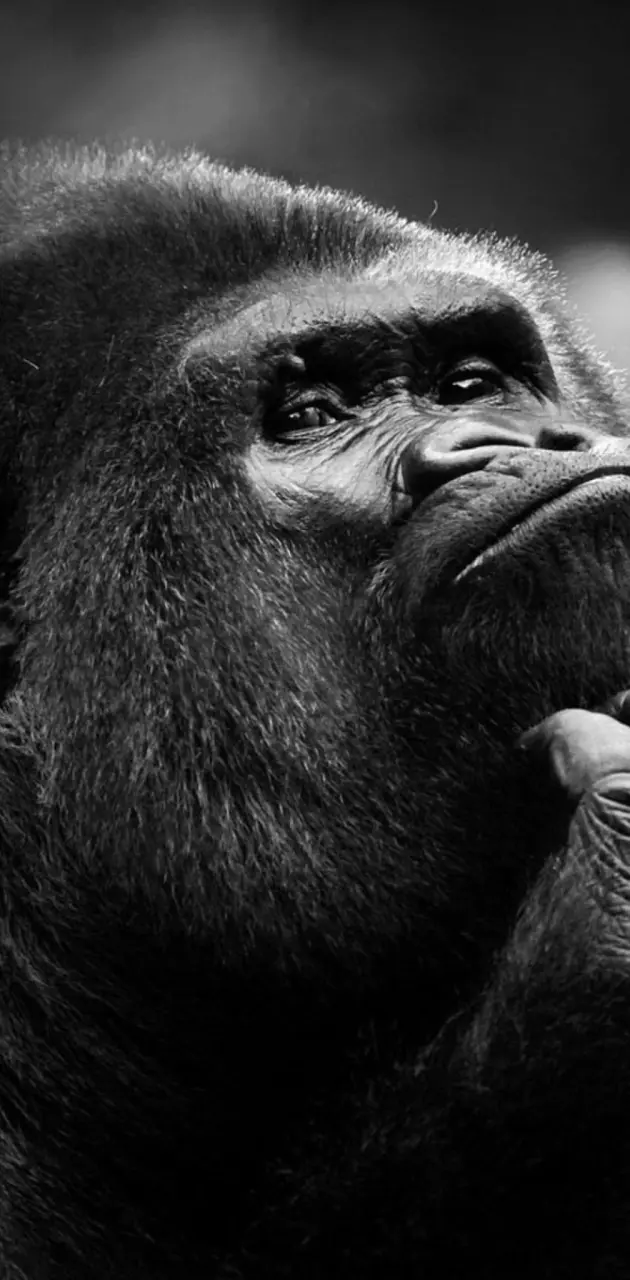 gorilla pensando
