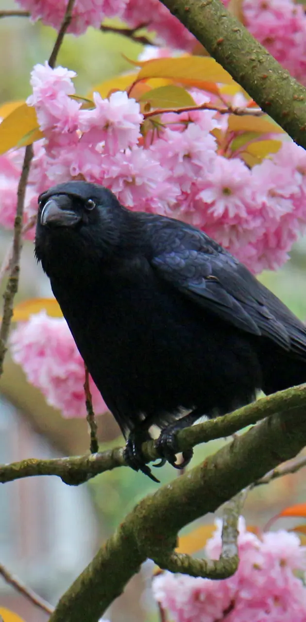 Crow in flowers