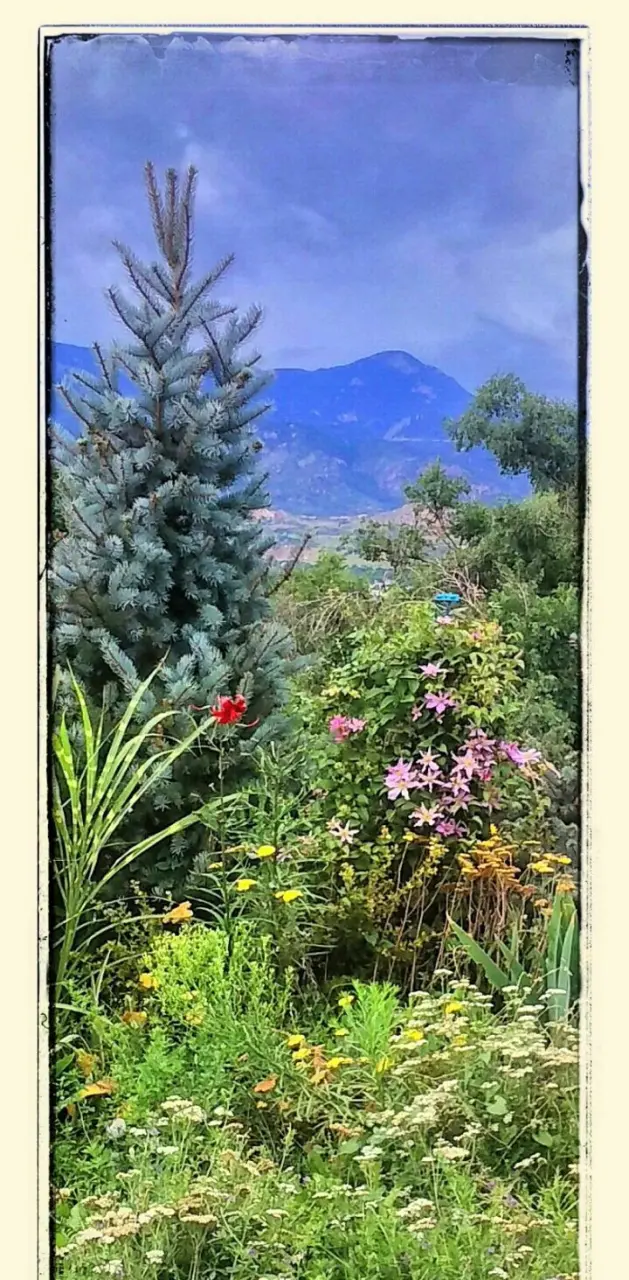 Colorado Garden