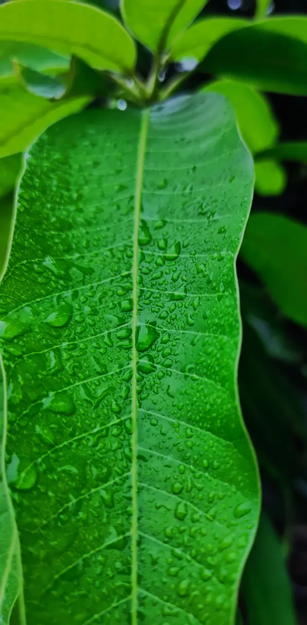 Rain leaf