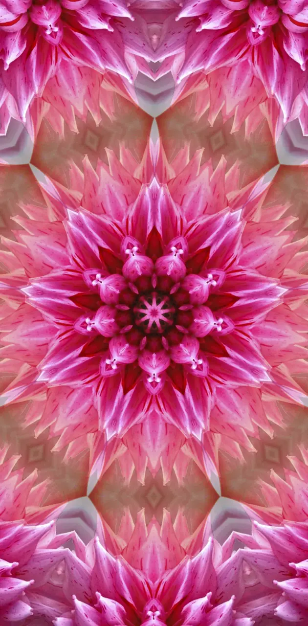 Pink Mandala 