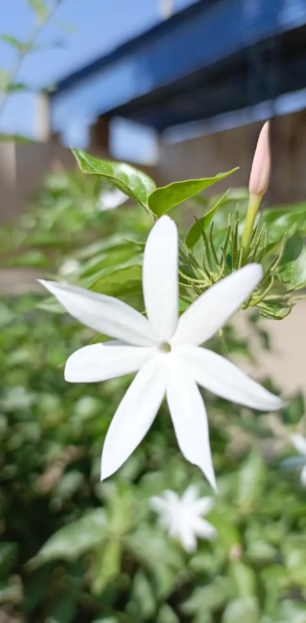 Jasmeen flower