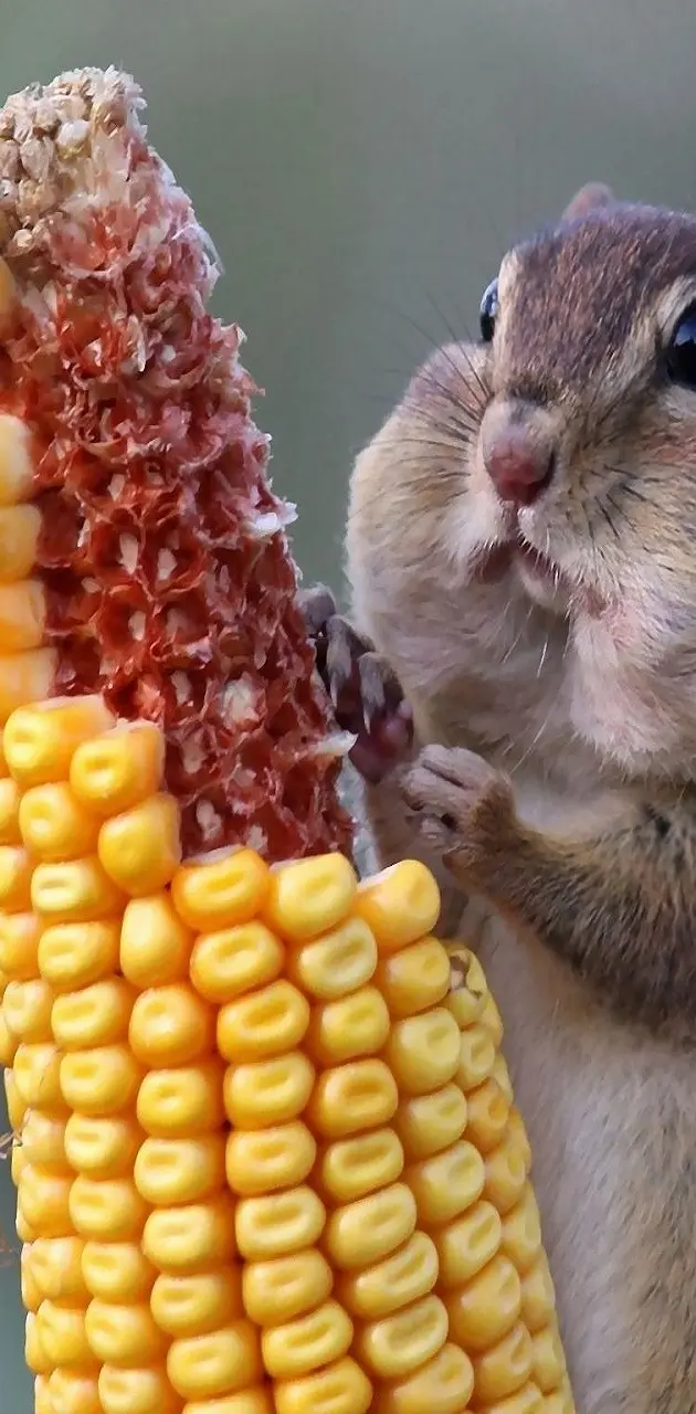 chipmunk eating corn