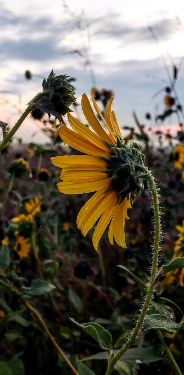 Sunflower at Sunrise