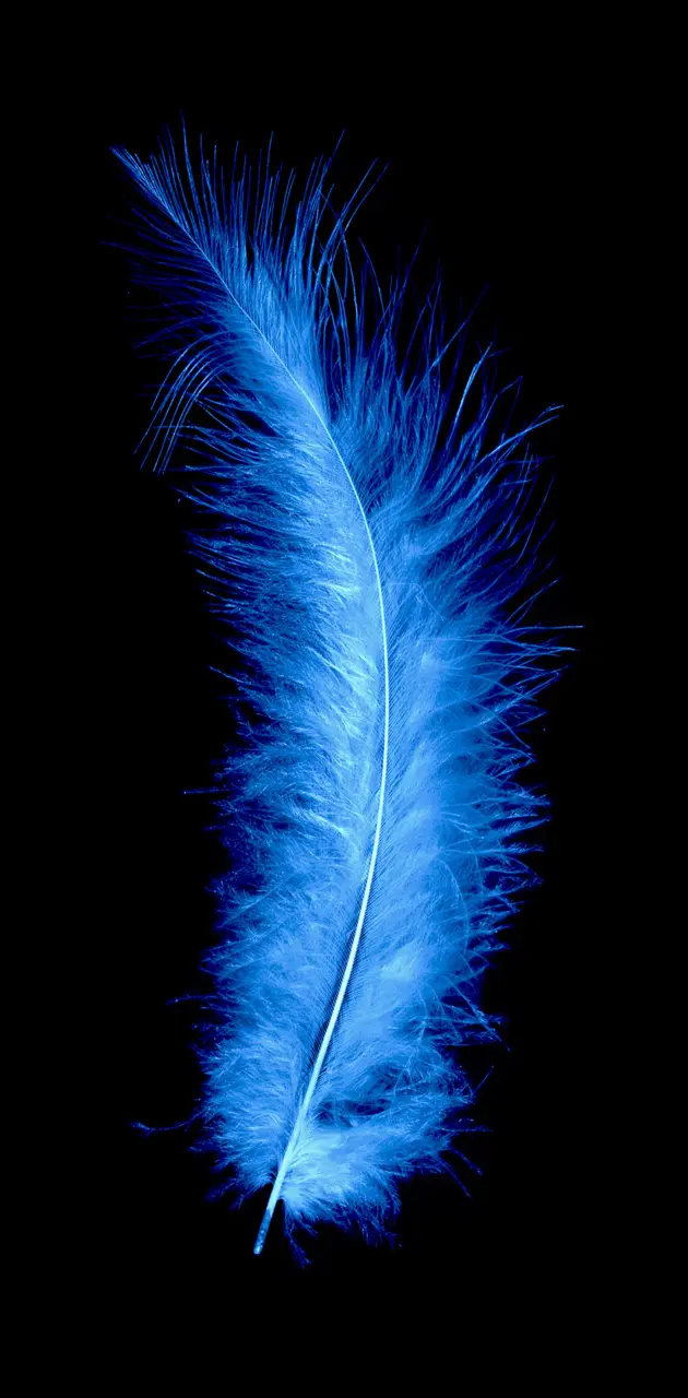 Blue Feather 