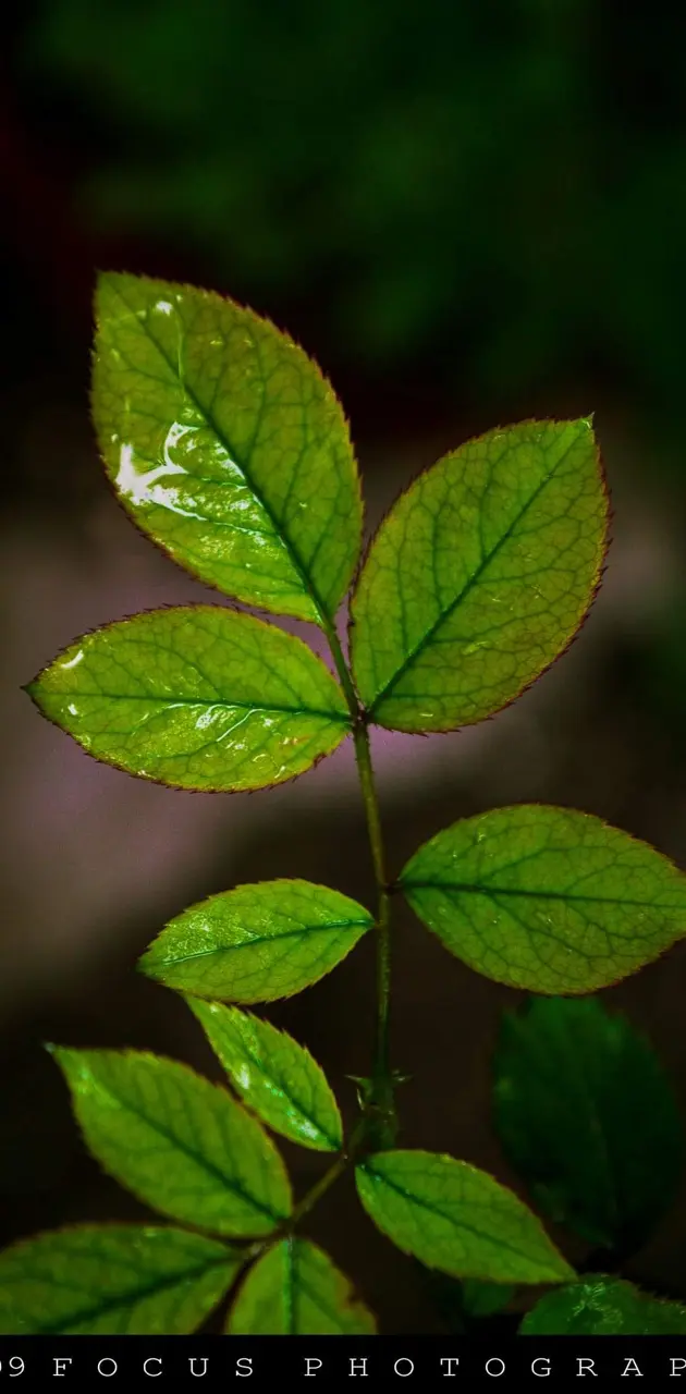 Green wallpaper by Souravnag3 - Download on ZEDGE™ | e6c9