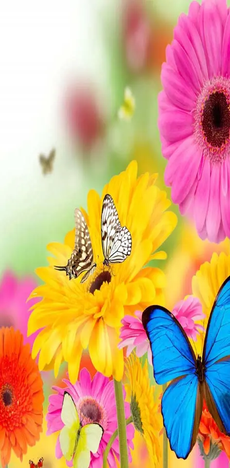 Butterflies Flowers