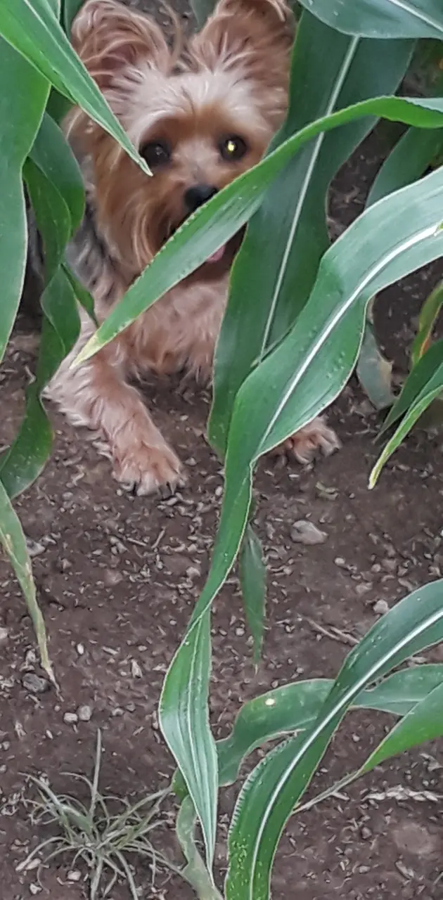 Hiding in the corn