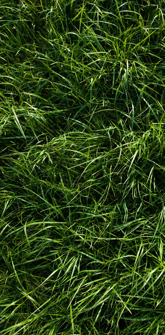 Green Grass Texture