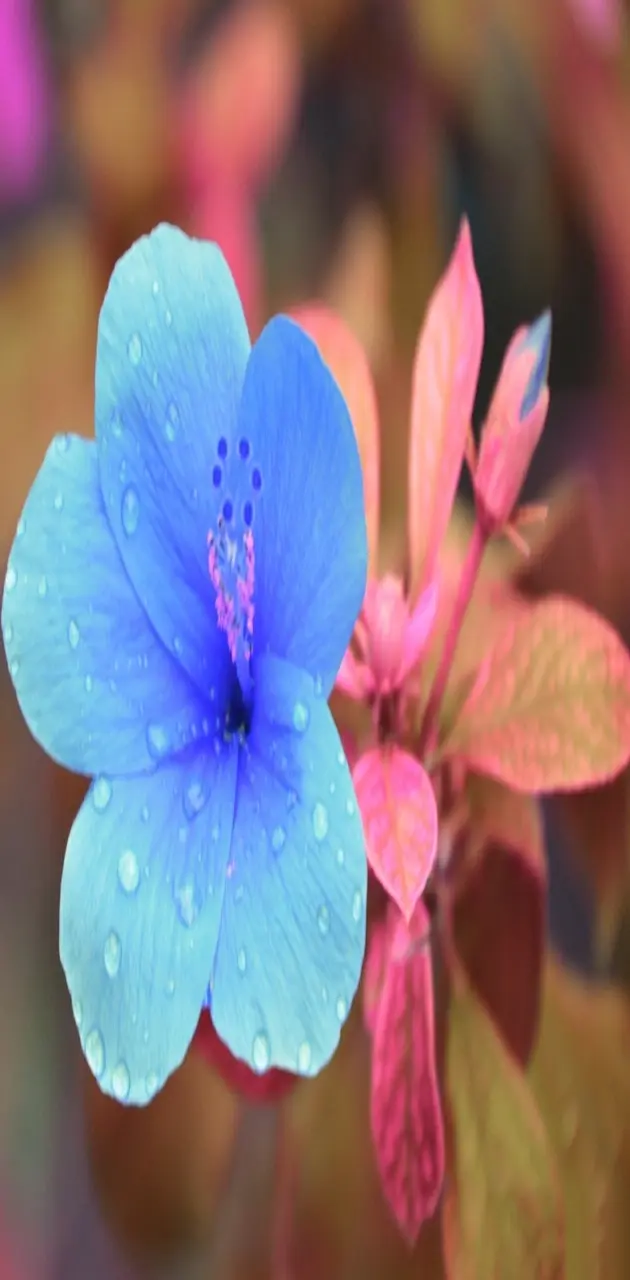 flower drops