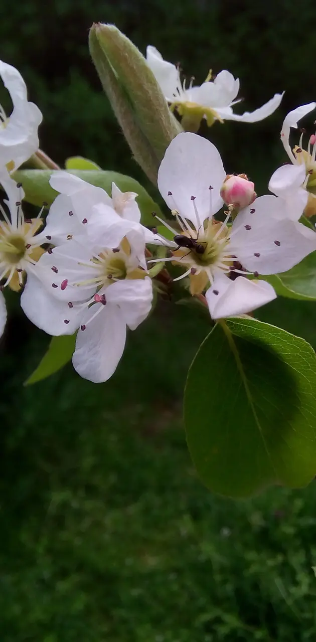 pear  flowering