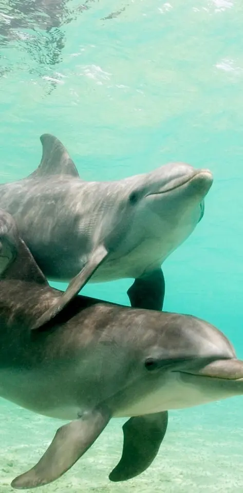 Cute Dolphins