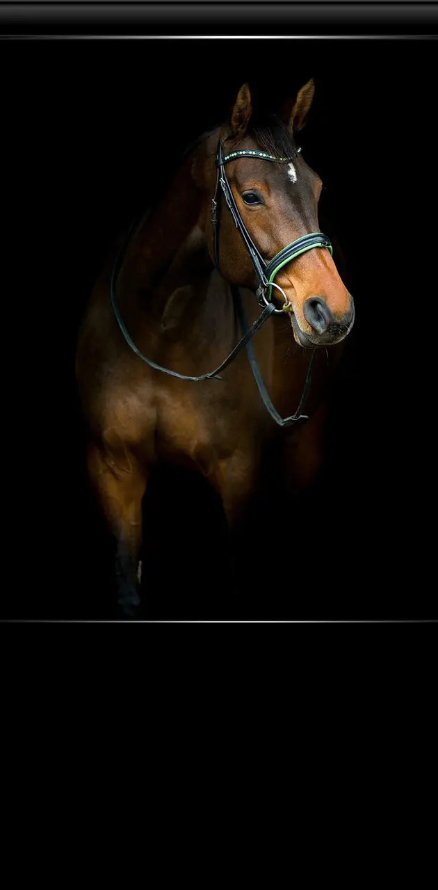 BEAUTIFUL HORSE