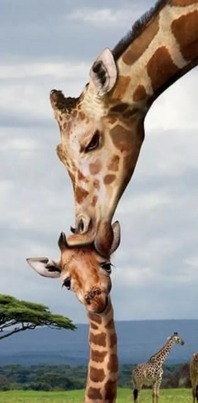  Giraffe