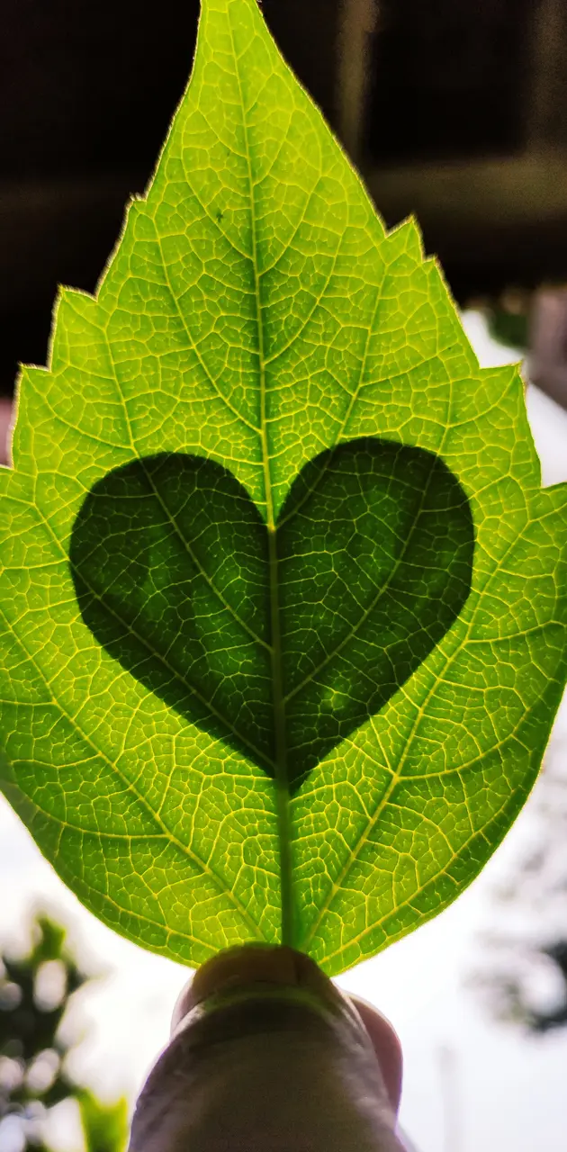 Green heart 💚