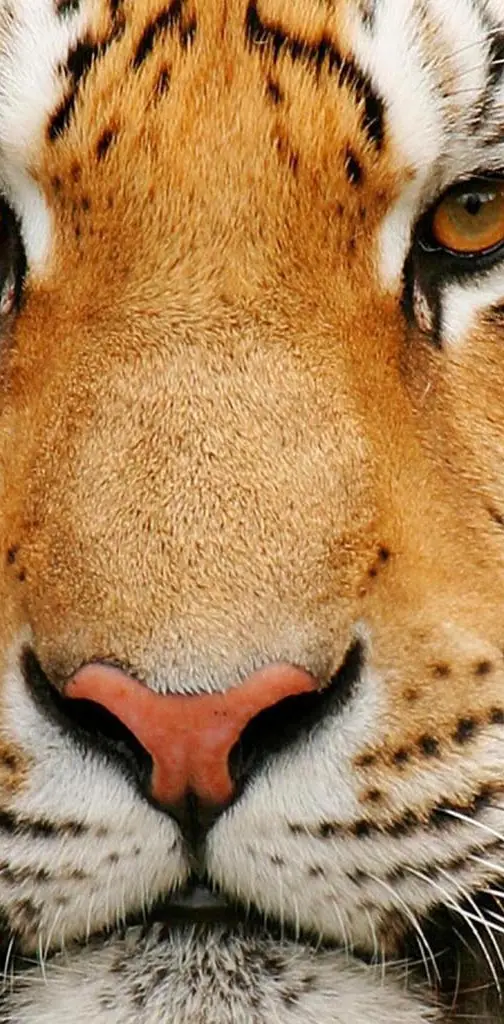 tiger feline