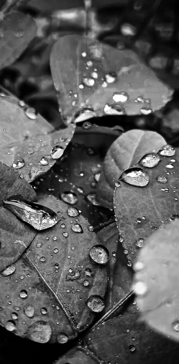 droplets on leaf