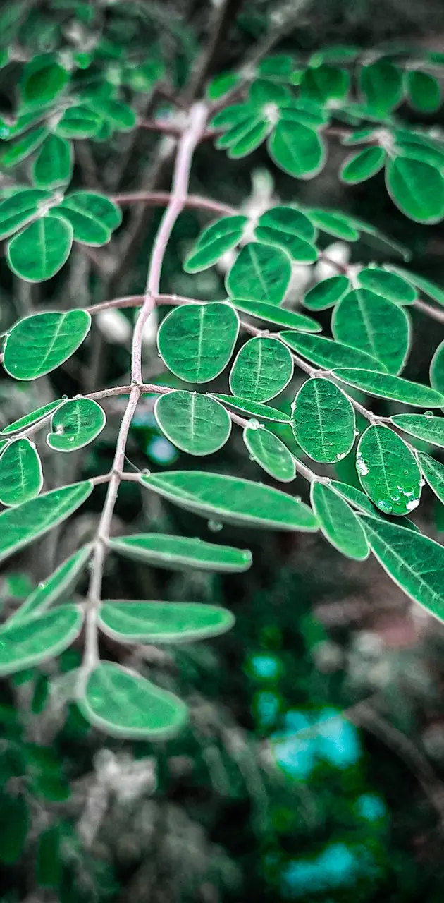 Green leaf wallpapper