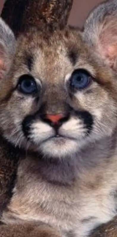 Cute Puma