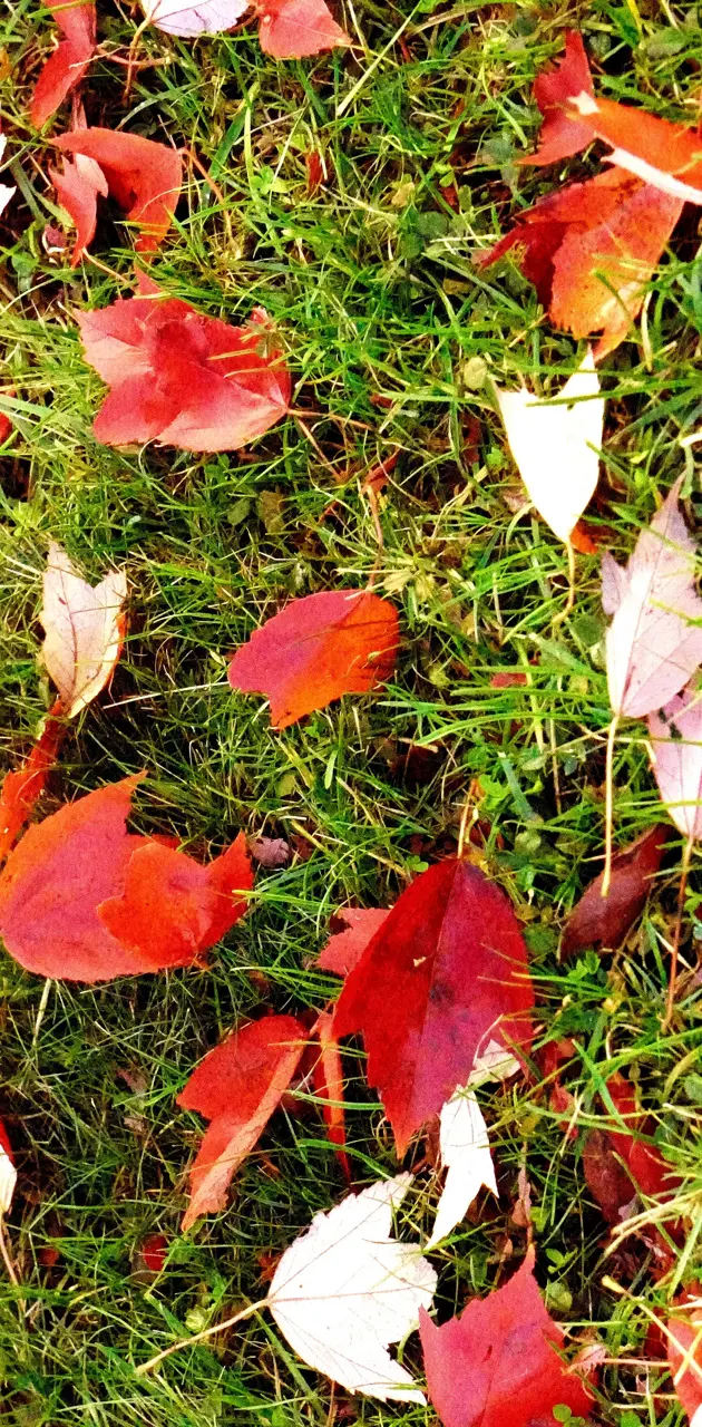 Falling leaves 
