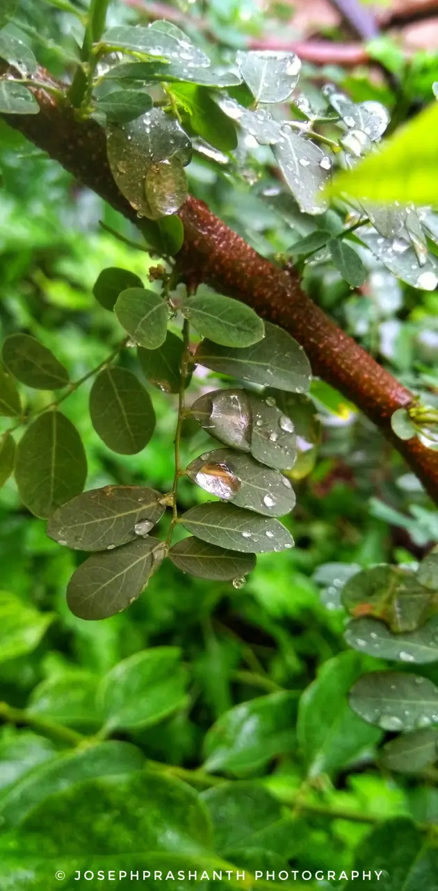 Raining leafs