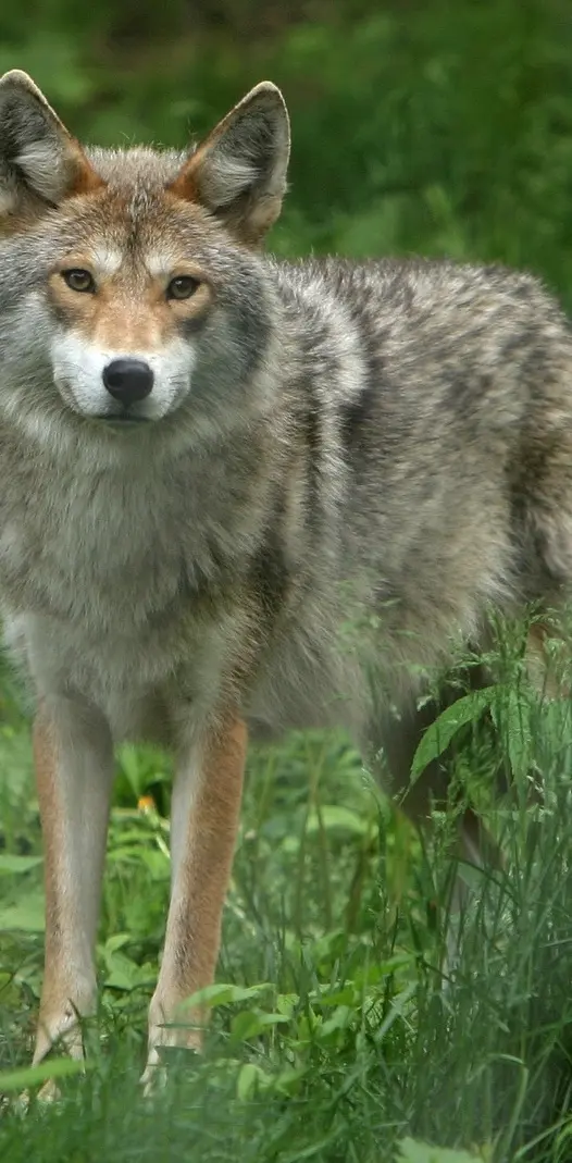 Wolf Pic