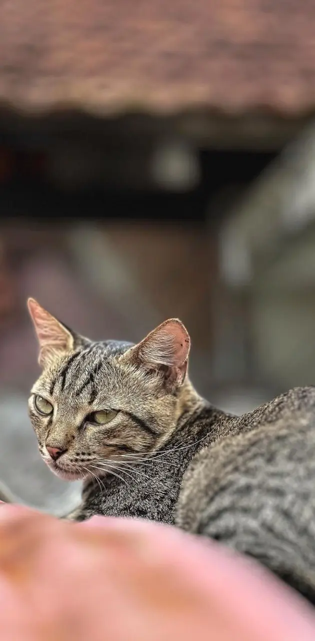 Cat's Meow: A Snapshot of Feline Beauty