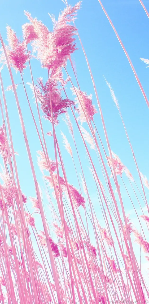 Pink Grass