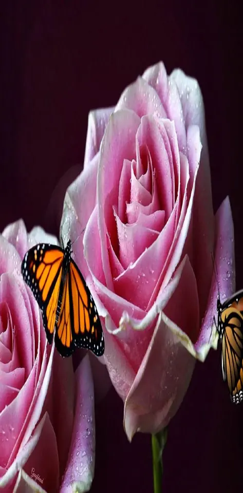 Rose N Butterflies