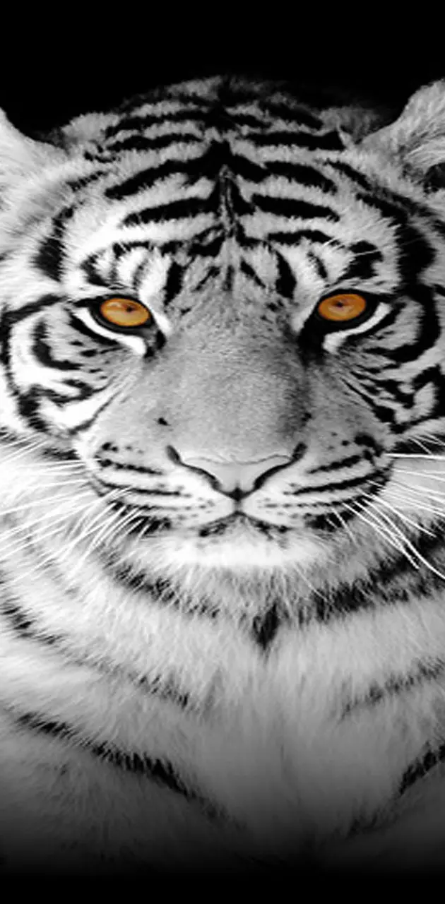 Awesome Tiger