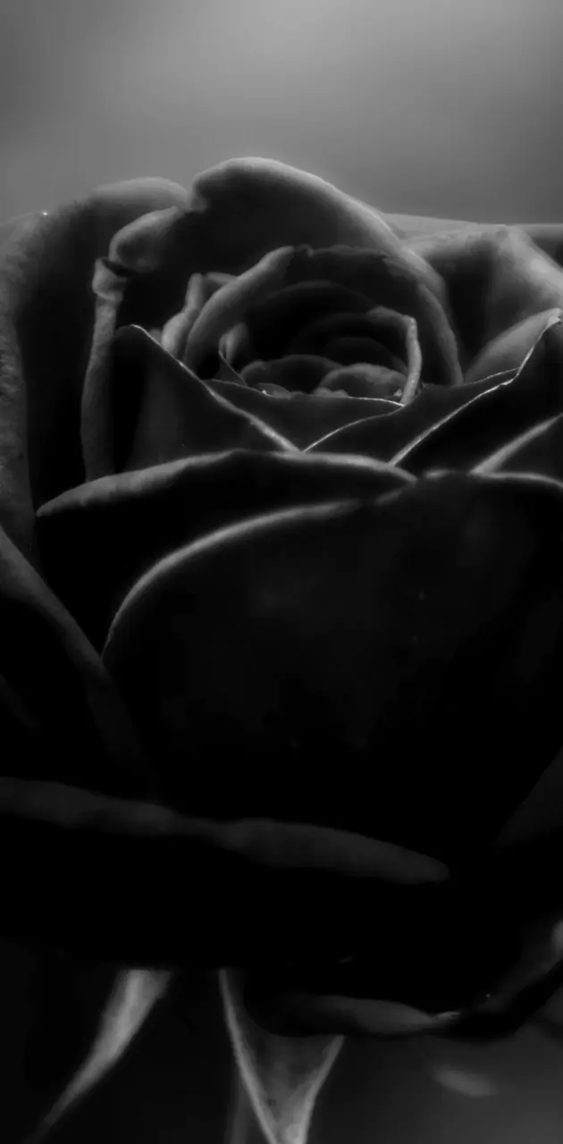 Rose black