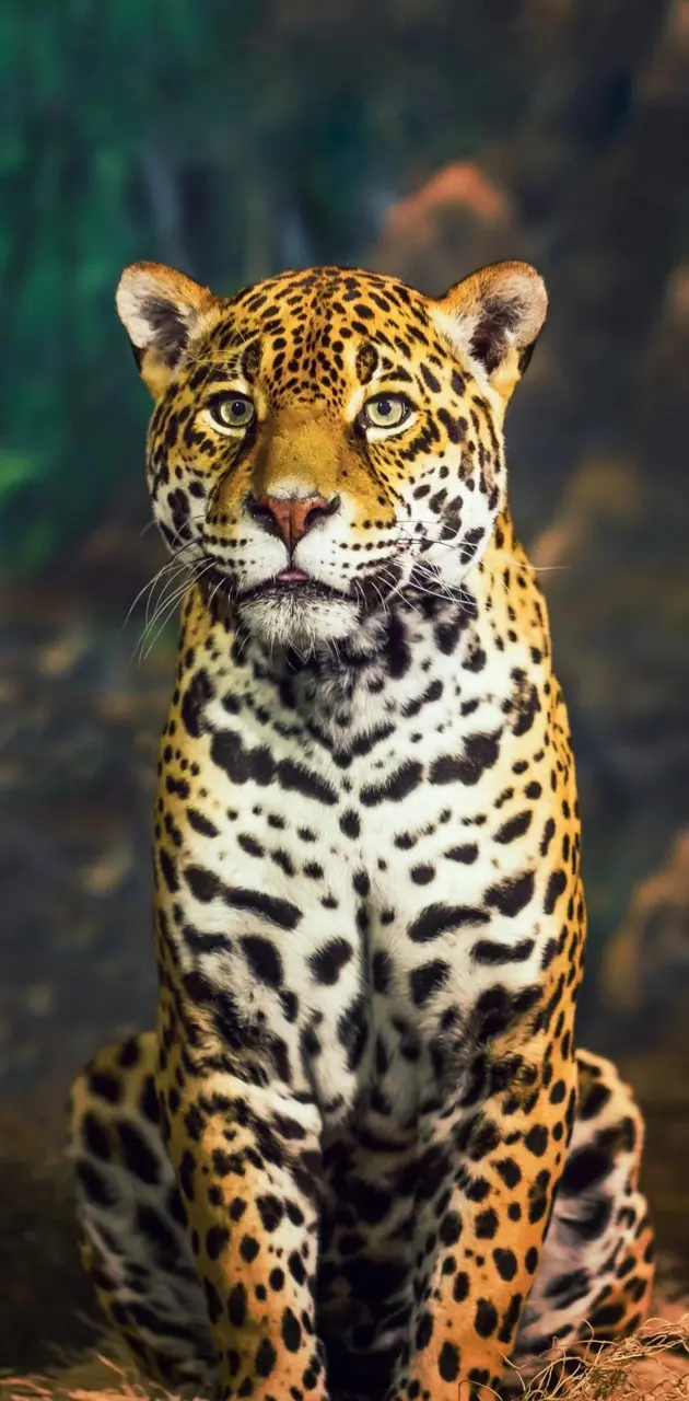 Cheetah 