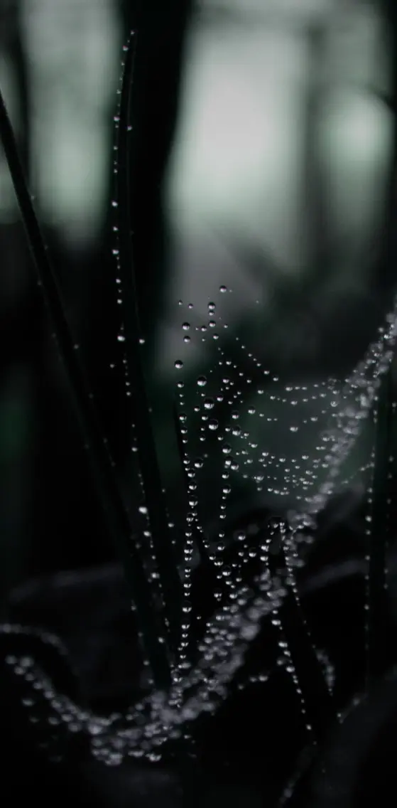 Dew On Spider