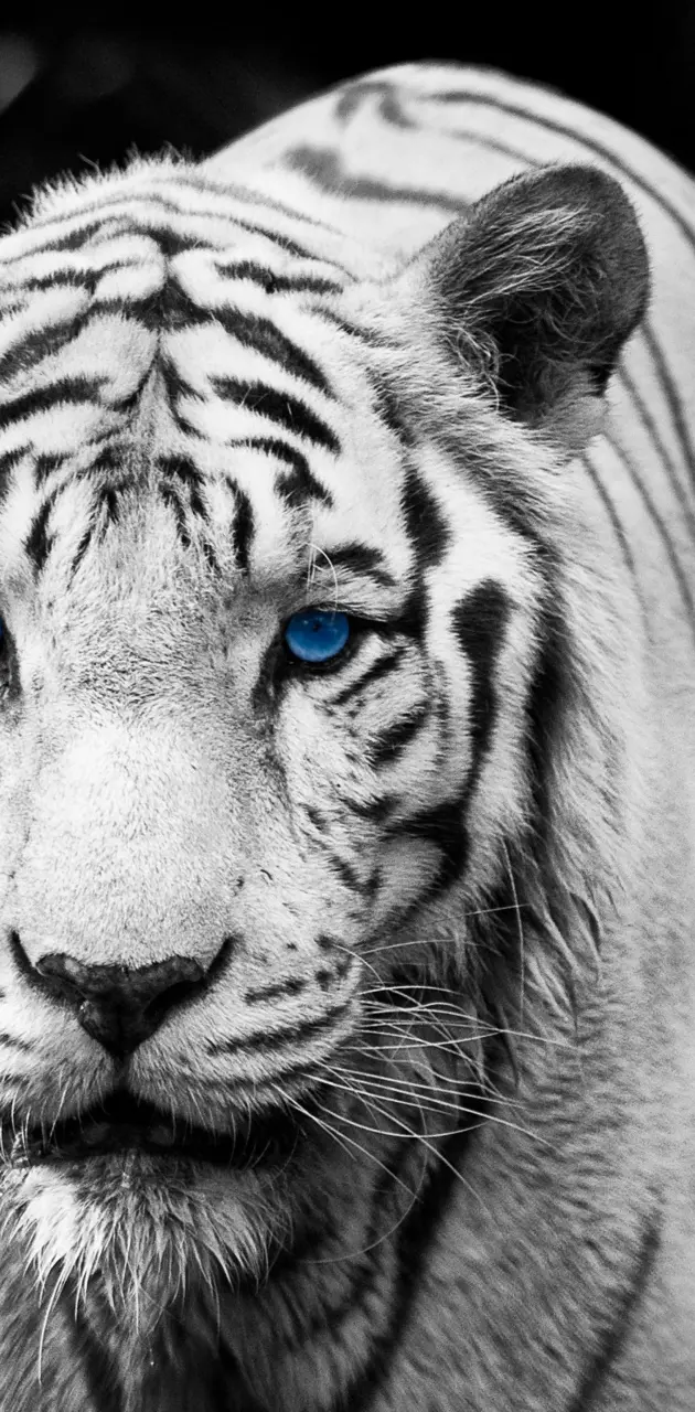 blue eyes tiger