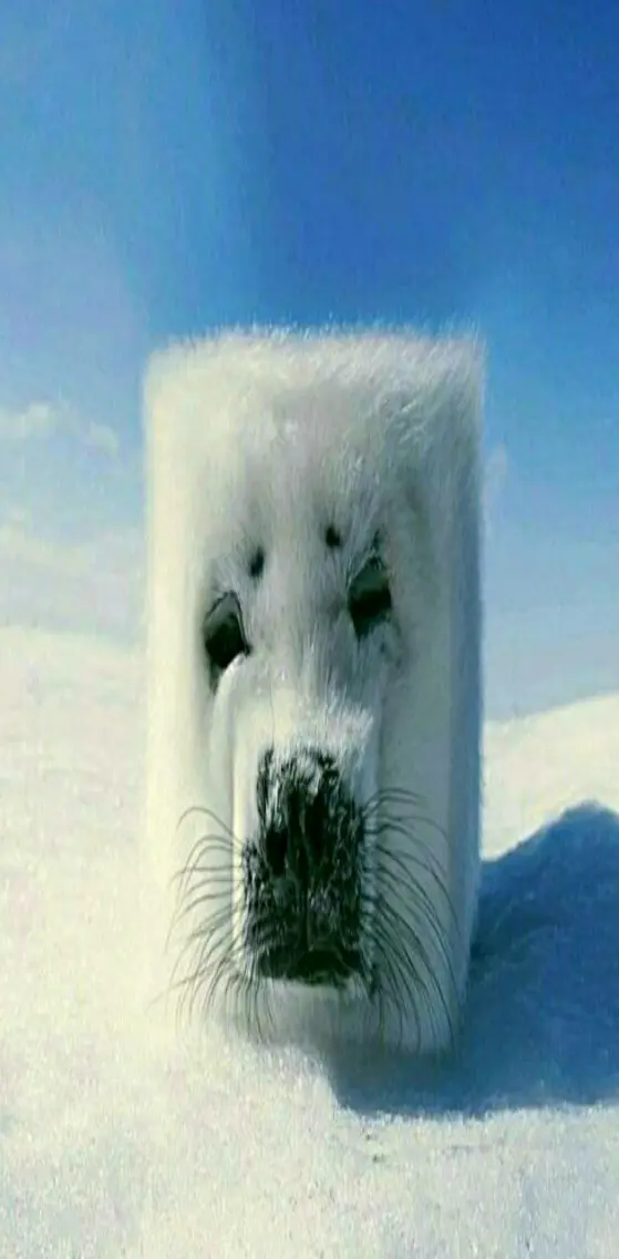 snow face of dog