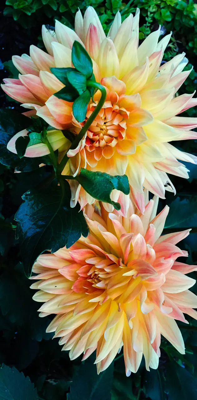 Flowers edited