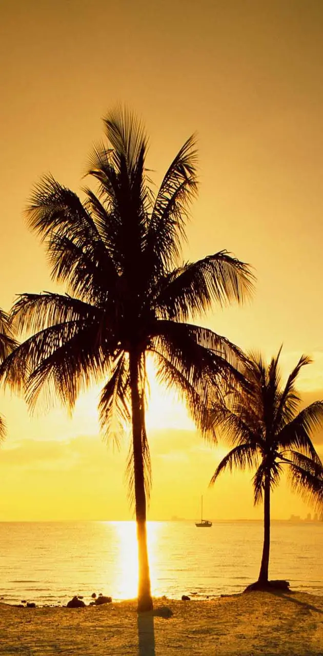 Sunset Palm Tree