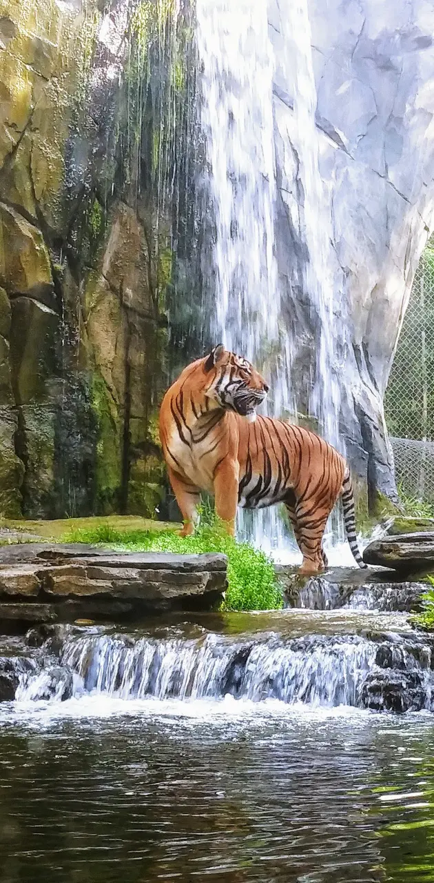 Jaya- Tiger Jax Zoo