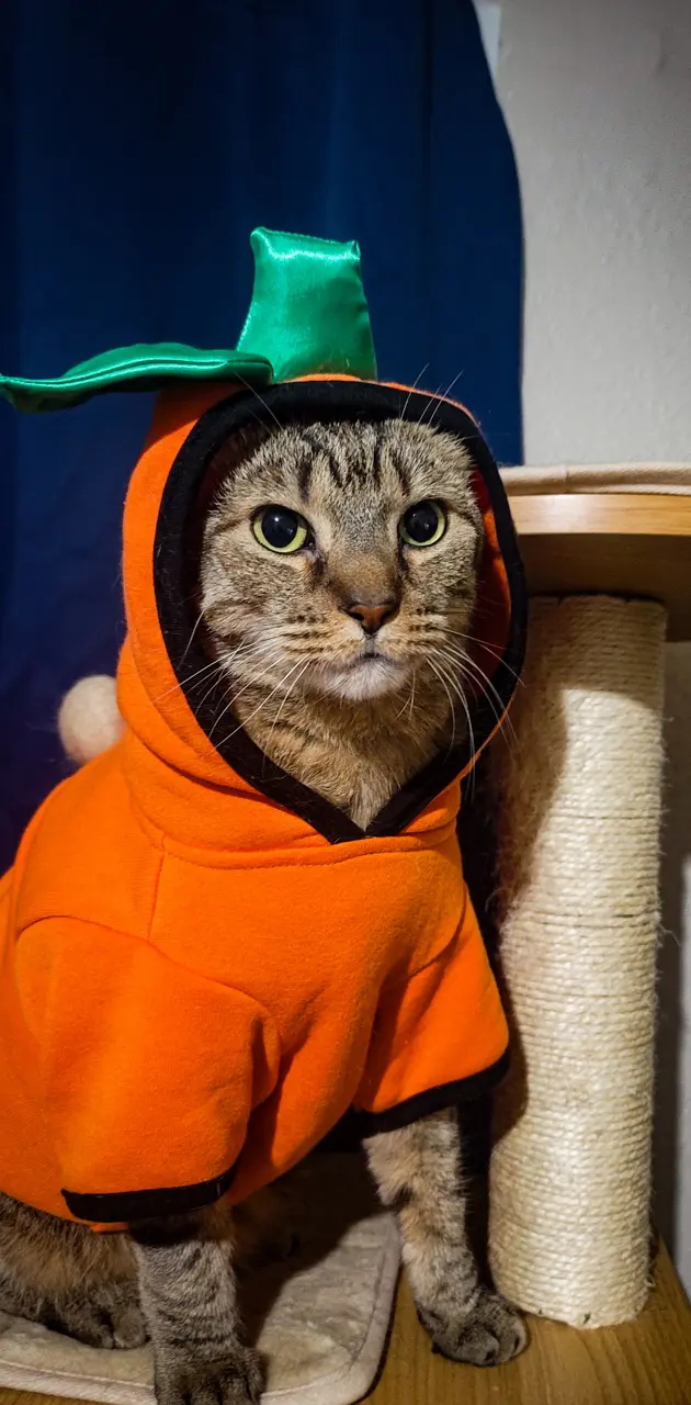 Max as a Pumpkin 