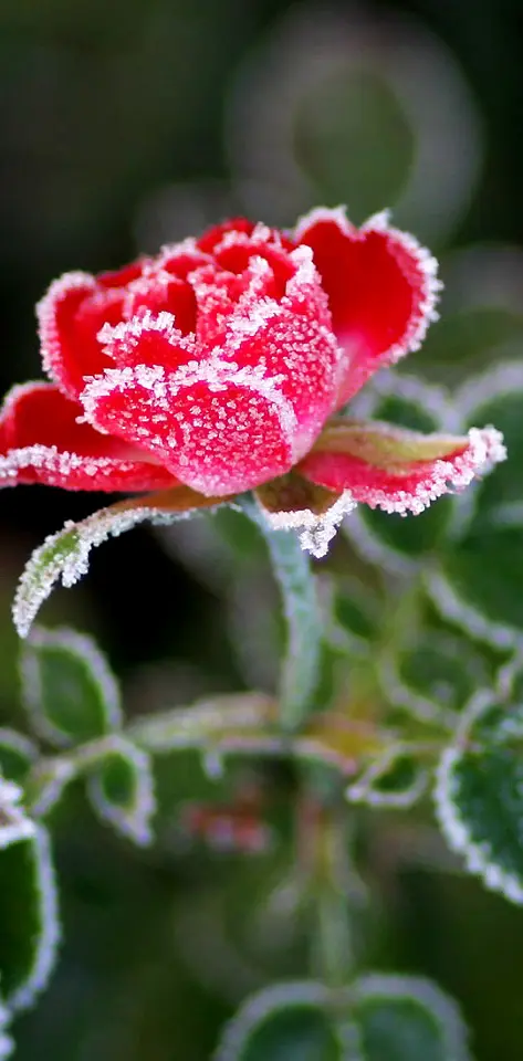 rose in  frost