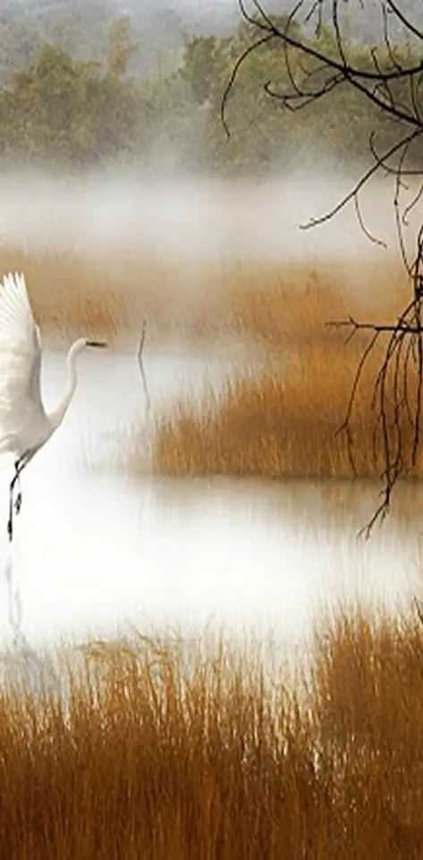 Swan On A Lake