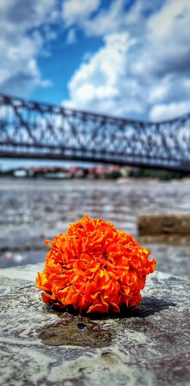 Flower on the ghats