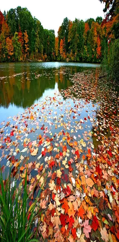 Leaves On The Water
