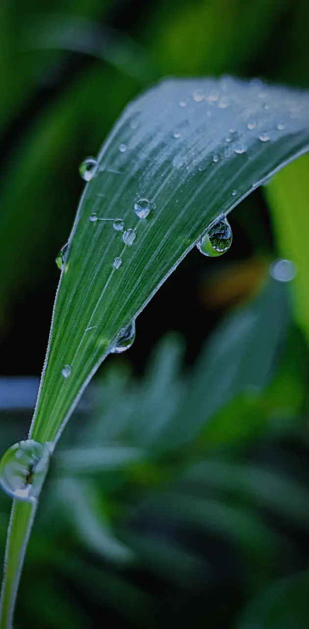 Leaf raindrops
