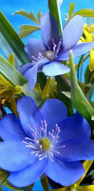 Blue Cute Flower