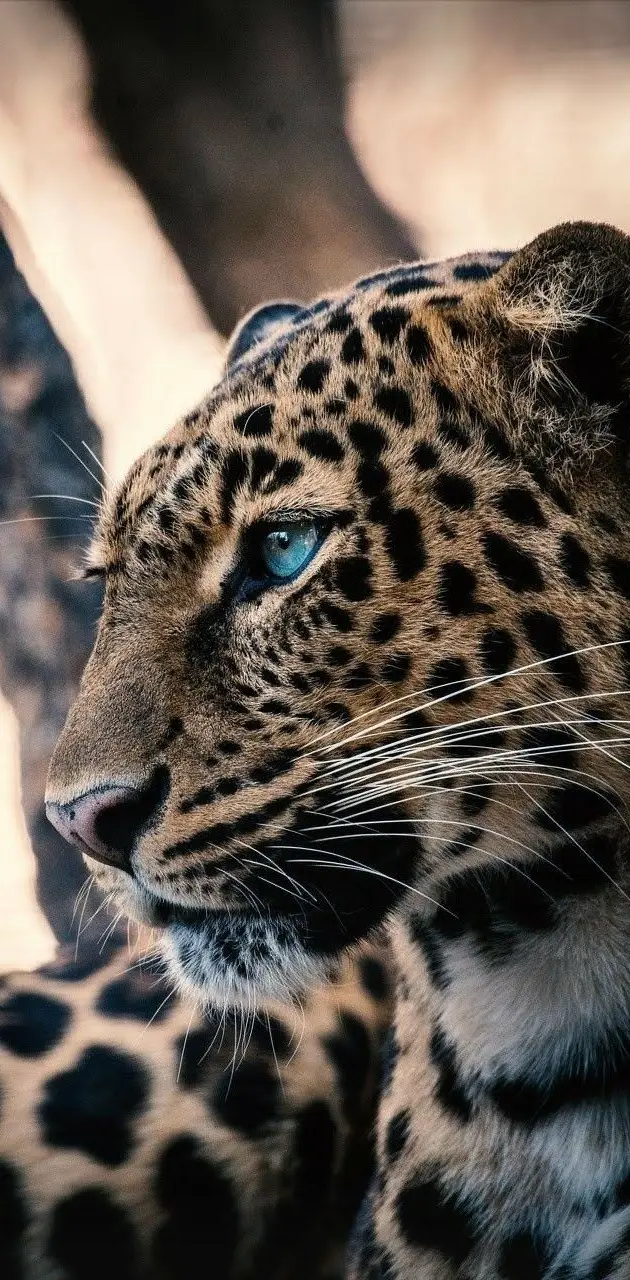 Leopard in HD 