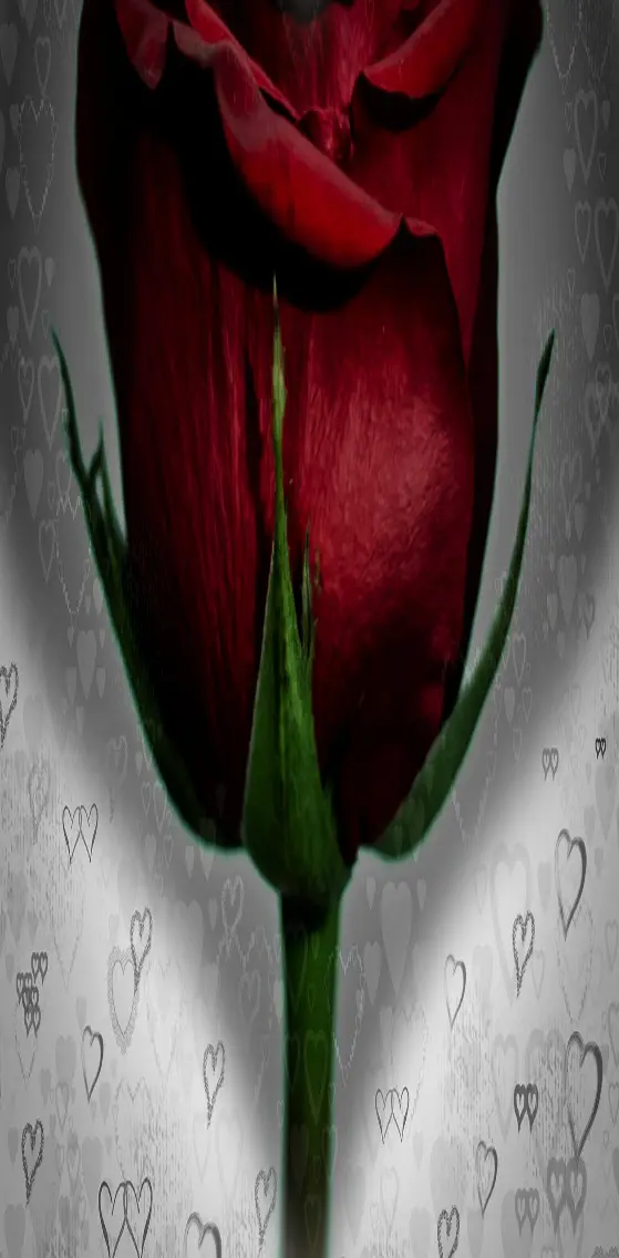 Red  Rose